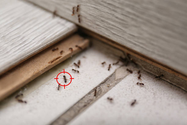 Insect Control in Buffalo, MO