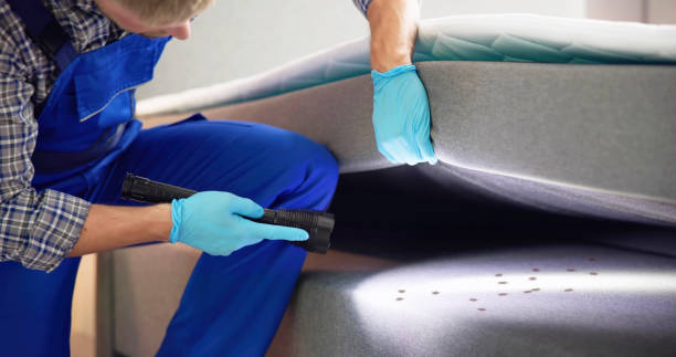 Best Flea Control Services  in Buffalo, MO