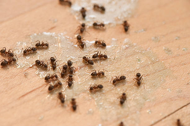 Best Pest Inspection Near Me  in Buffalo, MO